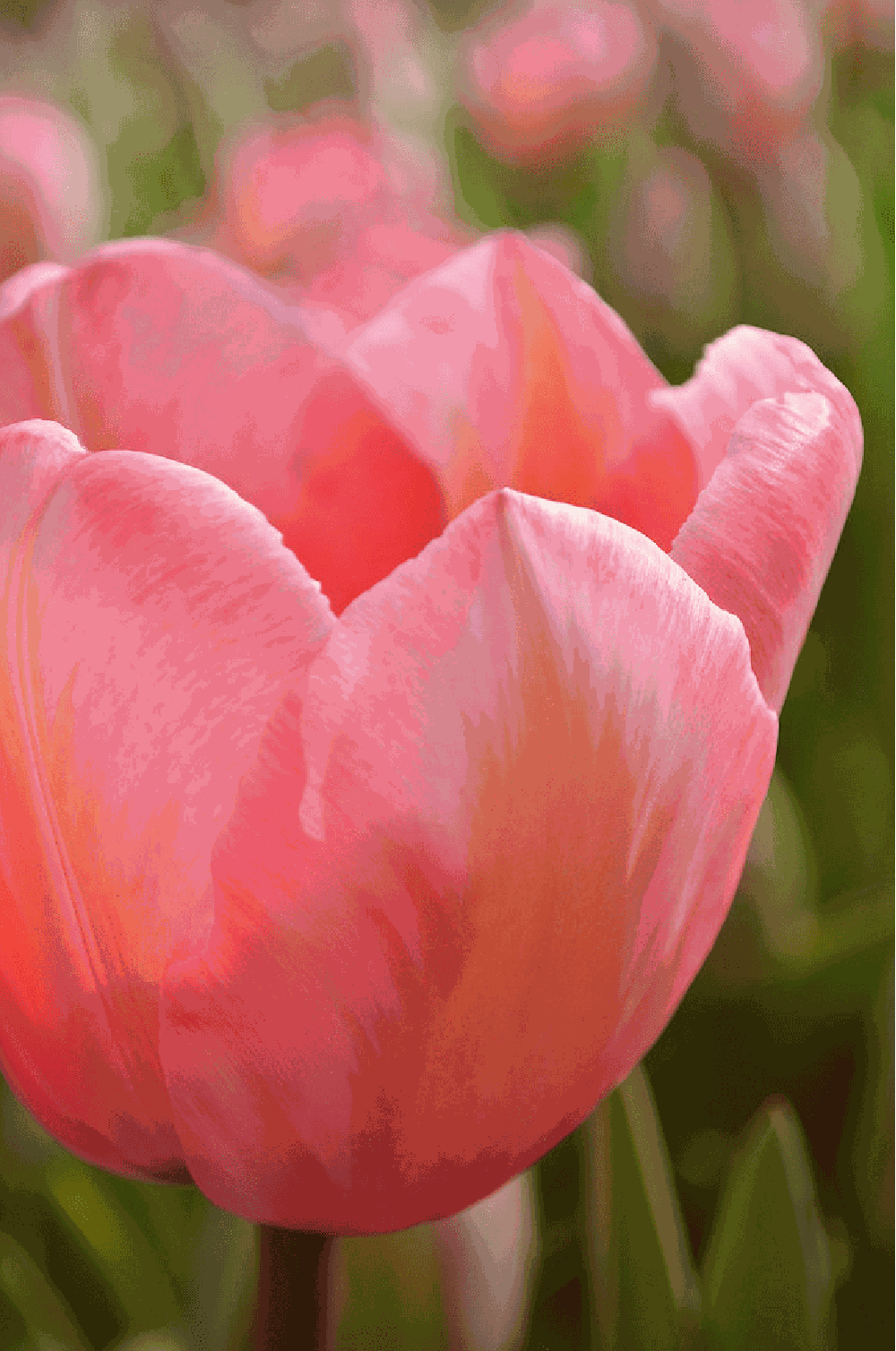 Tulppaani 'Apricot Impression'